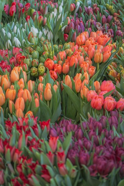 An abundant display of tulips in various colors, including orange, pink, purple, and red, densely packed together. The flowers have smooth, rounded petals with some slightly open revealing their delic